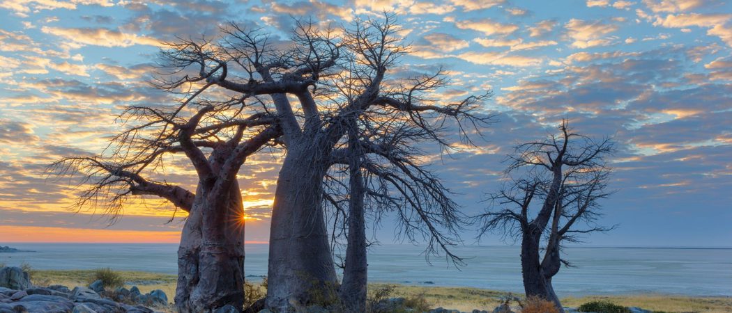 Sunset Baobabs in Botswana