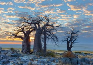 Sunset Baobabs in Botswana Sunset Baobabs in Botswana