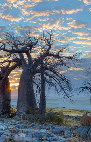 Sunset Baobabs in Botswana