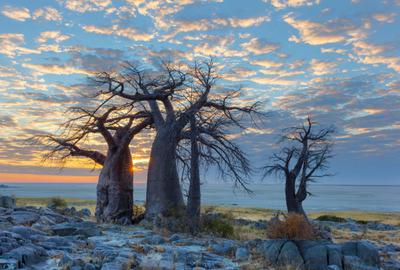 Sunset Baobabs in Botswana