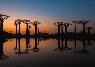 Sunset over Alley of the baobabs Madagascar Canva Pro Sunset over Alley of the baobabs Madagascar Canva Pro