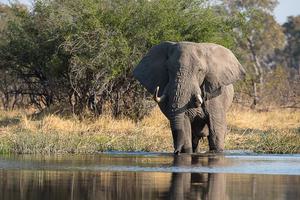 Sunway Botswana Moremi Bruce Taylor Sunway Botswana Moremi Bruce Taylor