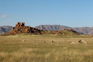 Namibia Brandberg Springbok Namibia Brandberg Springbok