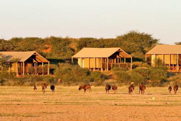 Suricate Lodge Tents Suricate Lodge Tents