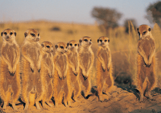 Suricate Suricate Suricatta Kalahari Desert Botswana Canva Pro Suricate Suricate Suricatta Kalahari Desert Botswana Canva Pro