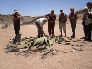 Swakopmund Welwitschia