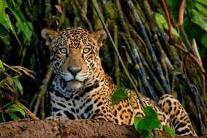 TRC jaguar