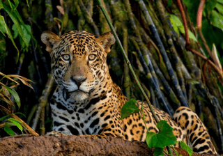 TRC jaguar TRC jaguar