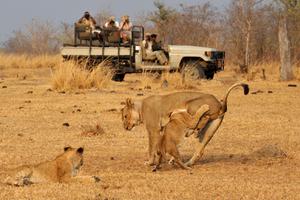 Tafika Camp Game Drive Tafika Camp Game Drive