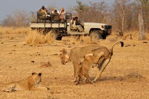 Tafika Camp Game Drive