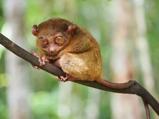 Tarsier Philippines min Tarsier Philippines min