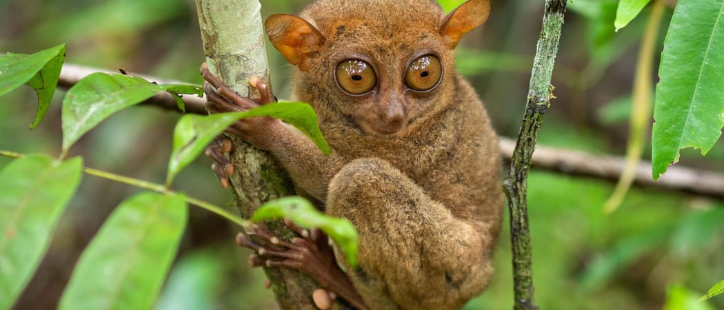 Tarsier greenery Bohol Philippines