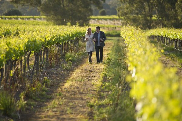 Taste of South Australia vineyards Taste of South Australia vineyards