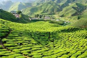 Tea Plantations in Cameron Highlands Malaysia
