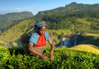 Tea Picker In Sri Lanka Tea Picker In Sri Lanka