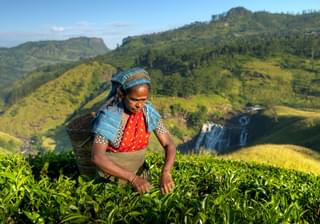 Tea Picker In Sri Lanka