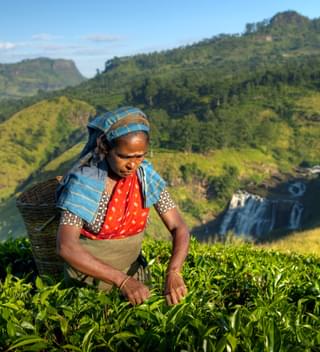 Tea Picker In  Sri  Lanka