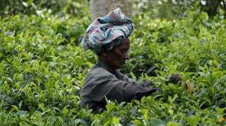 Tea Plantation In Sri Lanka