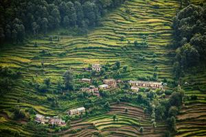 Terraced Fields Of Wheat