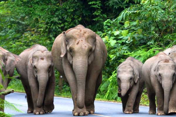 Thai Elephants Thai Elephants