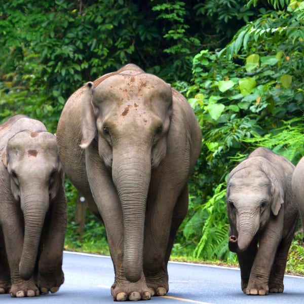 Thai Elephants