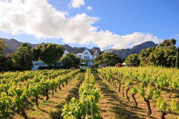 The Cellars Hohenort Vinyard view The Cellars Hohenort Vinyard view