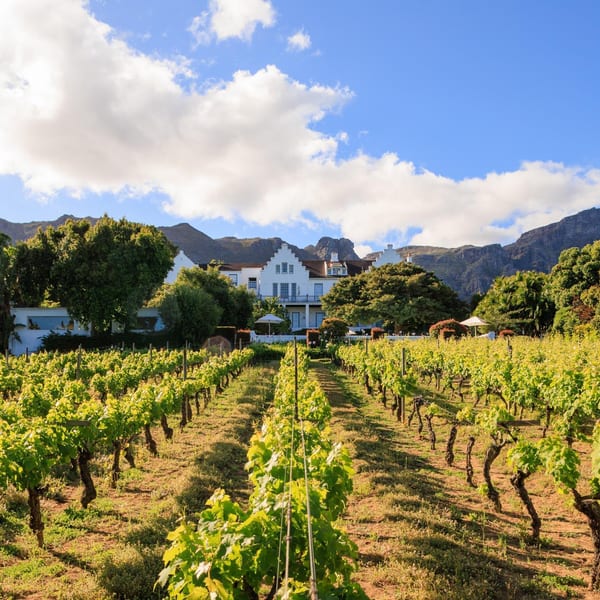 The Cellars Hohenort Vinyard view