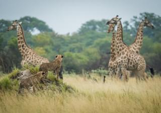 The Hide Wildlife Cheetah And Giraffe