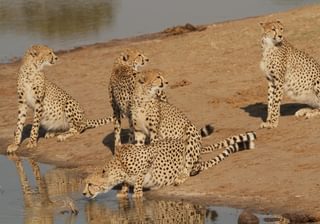 The Hide Wildlife Cheetah The Hide Wildlife Cheetah