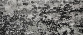 The Great Migration