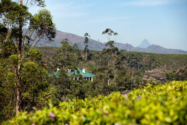 Tientsin Bungalow With Adams Peak In The Distance Tientsin Bungalow With Adams Peak In The Distance