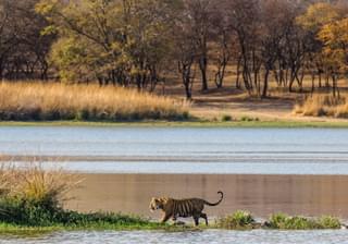 Tiger By A Lake At Ranthambore