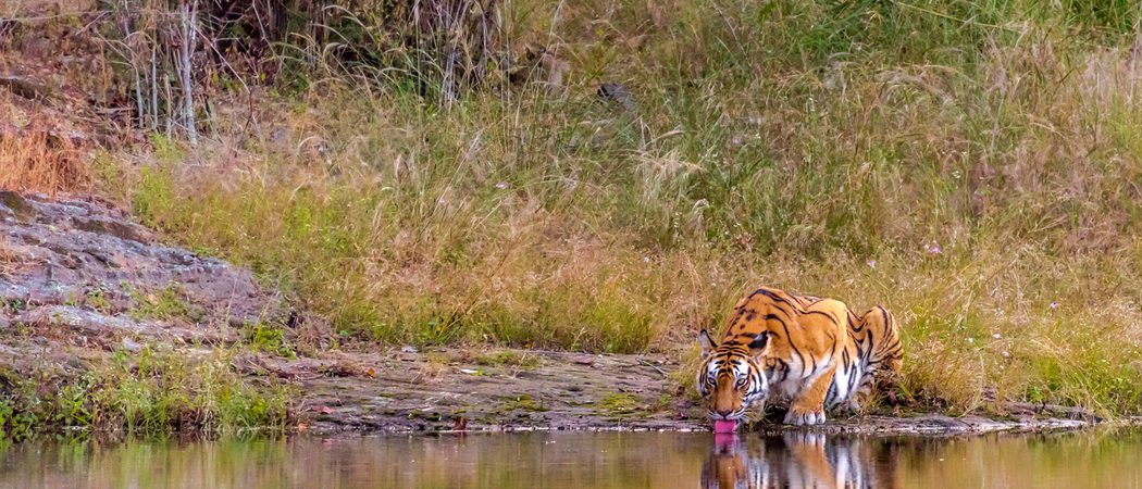 Tiger Having A Drink