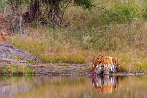 Tiger Having A Drink