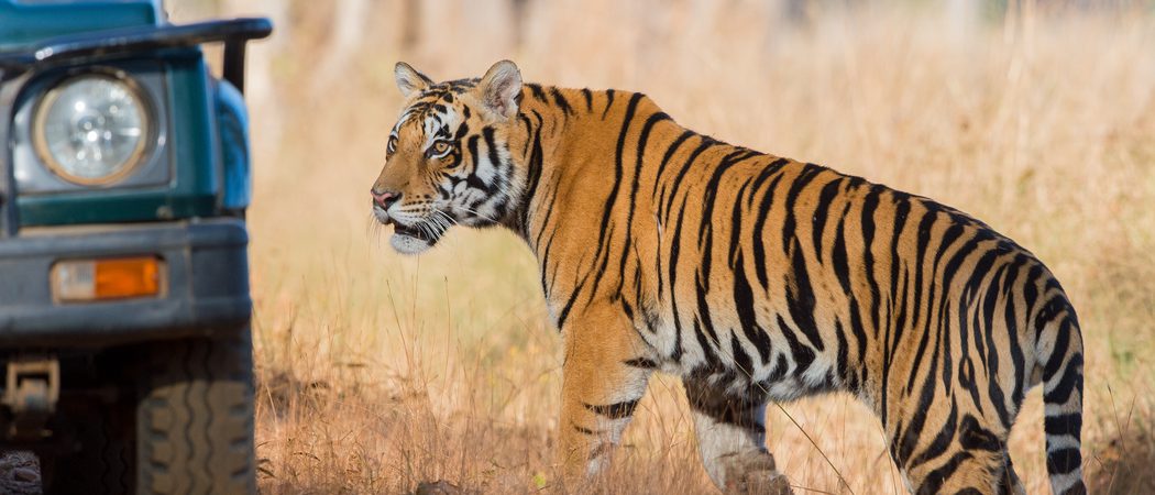 Tiger In  Kanha  National  Park