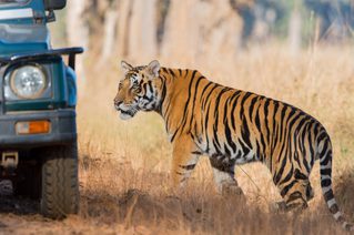 Tiger In  Kanha  National  Park Tiger In  Kanha  National  Park