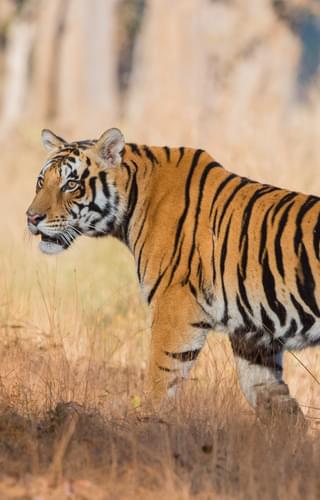 Tiger In Kanha National Park