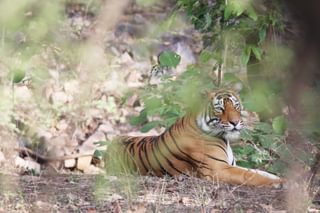 Tiger in Rajasthan India Tiger in Rajasthan India