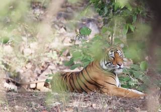 Tiger in Rajasthan India Tiger in Rajasthan India