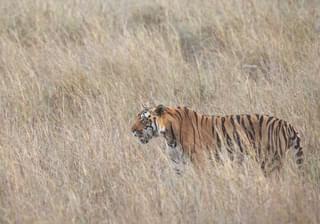 Tiger In Grasslands