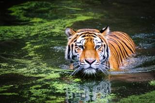 Tiger In The Jungles Of India