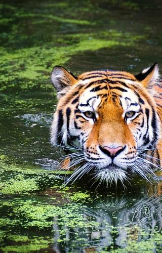 Tiger In The Jungles Of India