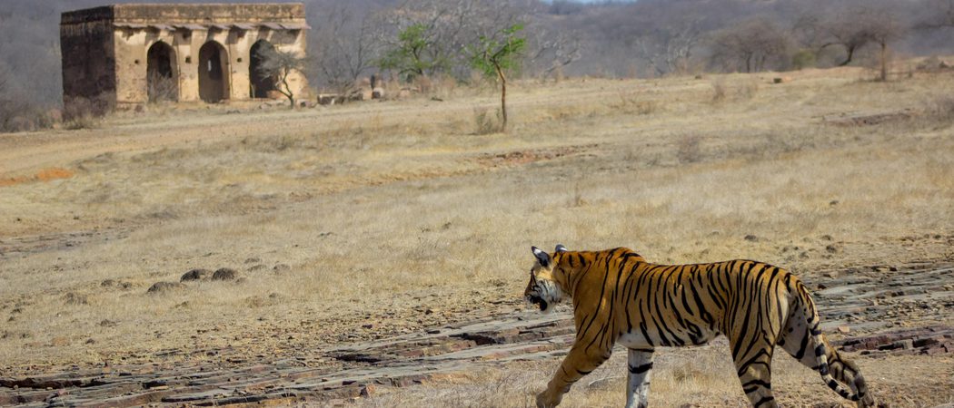 Tiger Spotting At  Ranthambore