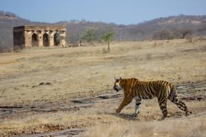 Tiger Spotting At  Ranthambore