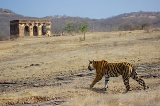 Tiger Spotting At  Ranthambore Tiger Spotting At  Ranthambore