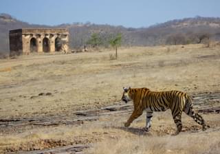Tiger Spotting At  Ranthambore