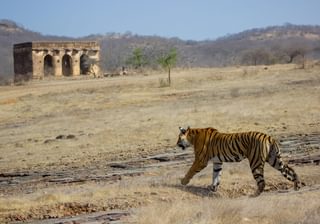 Tiger Spotting At Ranthambore Tiger Spotting At Ranthambore