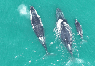 Top view of beautiful whales swimming in the water in Mozambique Canva Pro Top view of beautiful whales swimming in the water in Mozambique Canva Pro