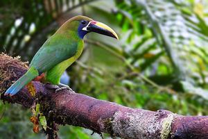 Toucanet bird