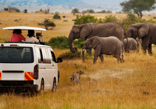Tourists on Game Drive Canva Pro Tourists on Game Drive Canva Pro